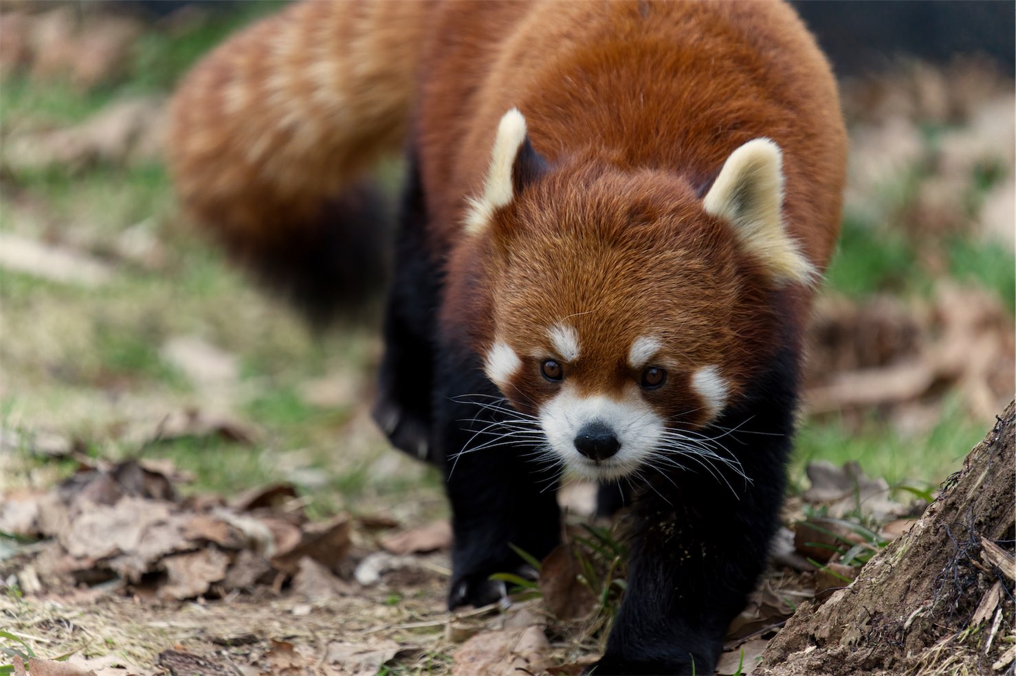 Red Panda 0219